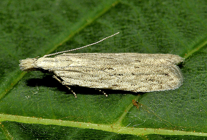 Gelechiidae - Anarsia spartiella